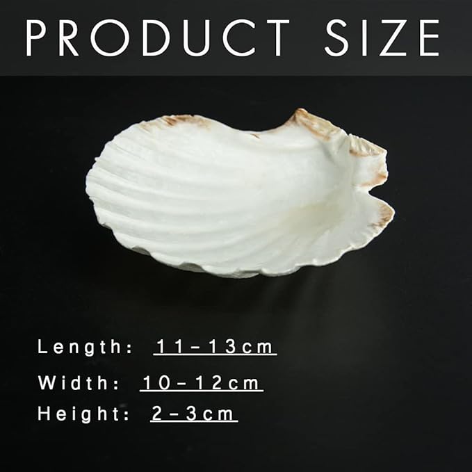 6PCS Scallop Shells for Serving Food,Baking Shells Large Natural White Scallops from Sea Beach for DIY Craft Decor 4-5 Inches