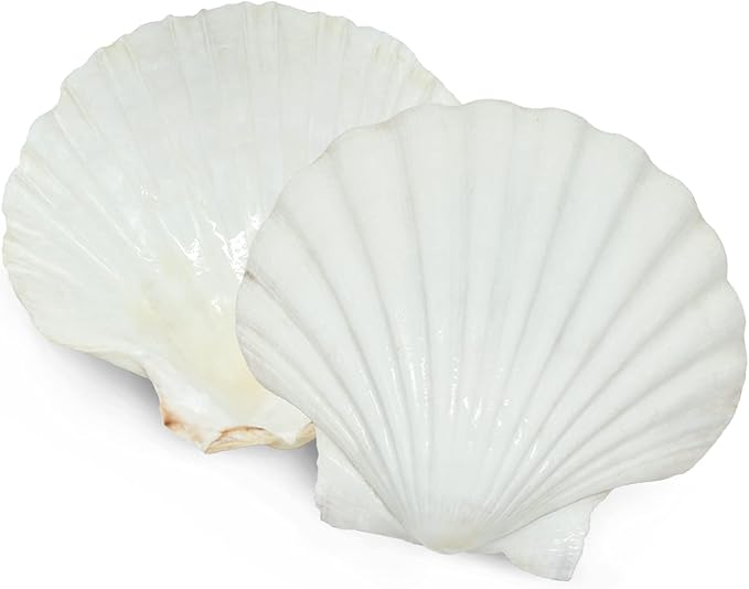 6PCS Scallop Shells for Serving Food,Baking Shells Large Natural White Scallops from Sea Beach for DIY Craft Decor 4-5 Inches