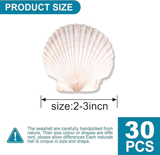 30PCS Scallop Shells for Crafts 2''-3'' Natural White Large Shells Decoration for DIY Craft Painting, Home Decor, Baking and Beach, Wedding Party Decoration