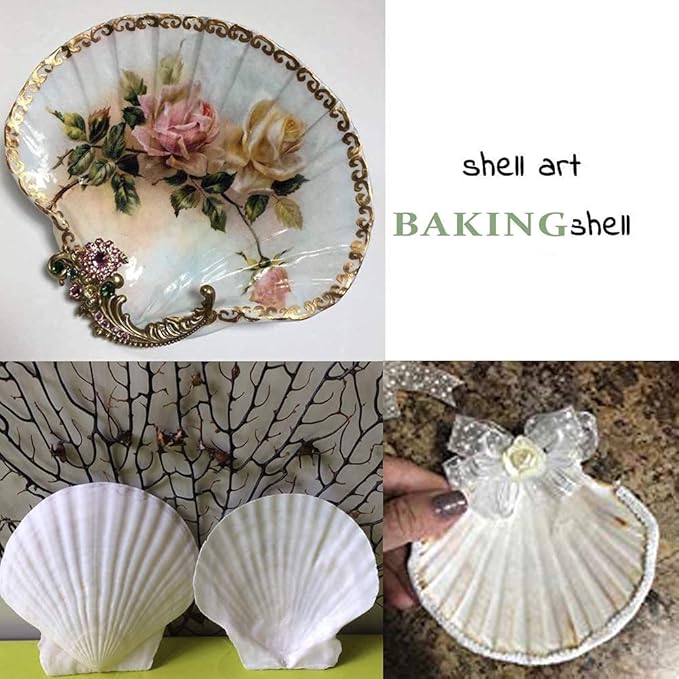 6PCS Scallop Shells for Serving Food,Baking Shells Large Natural White Scallops from Sea Beach for DIY Craft Decor 4-5 Inches