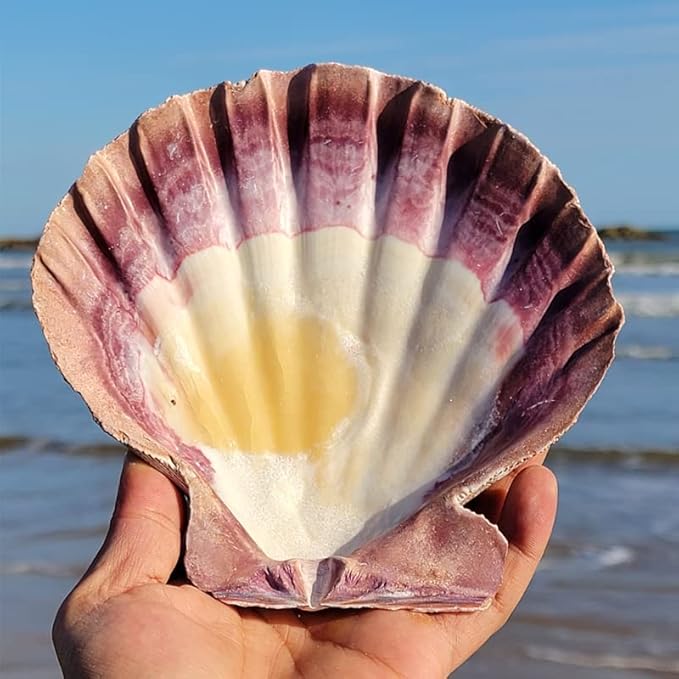 4 Pcs Polished Large Great Scallop Sea Shells 5~6 Inch,Brown Lion's Paw Baking Shells,Ocean Beach Seashells Perfect for Home Decoration, Art Craft, Vase Filler Fish Tank