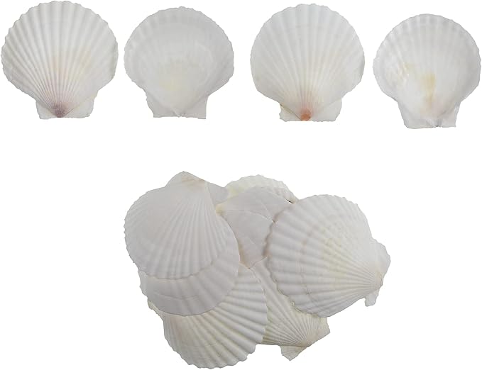 15 Pcs Sea Shells (3.1-3.5inch) White Large Scallop Shells for Baking Cooking, Big Natural Clam Seashells for DIY Crafts Seashell Beach Decorating for Home Decor