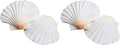 LUCKY BABY 16pcs Scallop Shells White Natural Sea Shells for Crafts 2.7-3.5 Inches Seashells for DIY Crafting Beach Wedding Home Decoration Baking (Pack of 2)