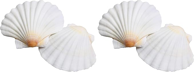 LUCKY BABY 16pcs Scallop Shells White Natural Sea Shells for Crafts 2.7-3.5 Inches Seashells for DIY Crafting Beach Wedding Home Decoration Baking (Pack of 2)