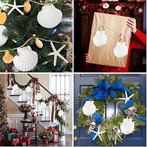 30 pcs 2-3 inch Natural Scallop Shells White Sea Shells from Sea Beach for DIY Craft Home Décor
