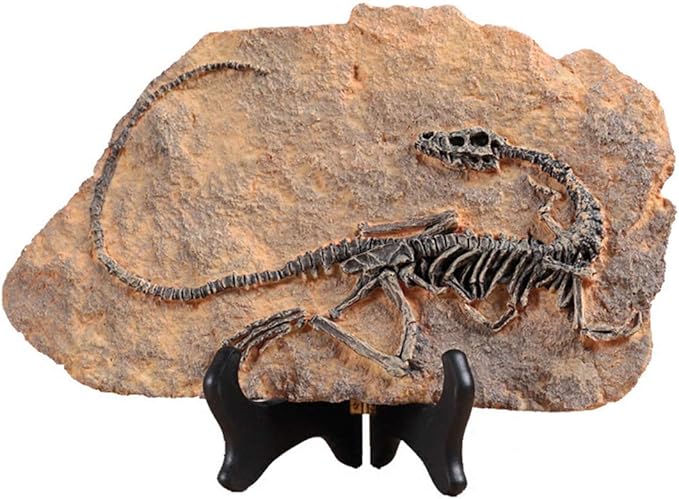 XINDAM Resin Dinosaur Fossil Statue Model Simulated Skeleton Home Office Display Decorative Craft Box Decoration (Style 1)