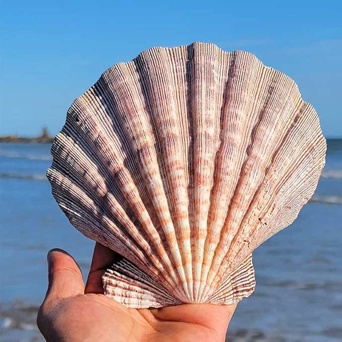 4 Pcs Polished Large Great Scallop Sea Shells 5~6 Inch,Brown Lion's Paw Baking Shells,Ocean Beach Seashells Perfect for Home Decoration, Art Craft, Vase Filler Fish Tank