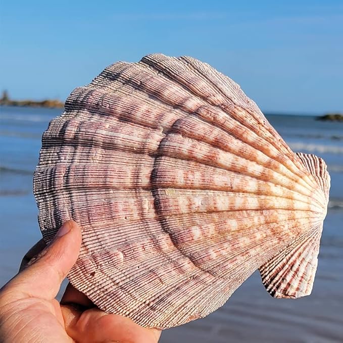 4 Pcs Polished Large Great Scallop Sea Shells 5~6 Inch,Brown Lion's Paw Baking Shells,Ocean Beach Seashells Perfect for Home Decoration, Art Craft, Vase Filler Fish Tank
