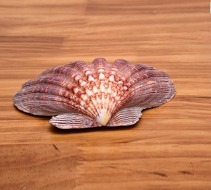 4 Pcs Polished Large Great Scallop Sea Shells 5~6 Inch,Brown Lion's Paw Baking Shells,Ocean Beach Seashells Perfect for Home Decoration, Art Craft, Vase Filler Fish Tank
