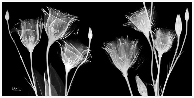 Empire Art Direct Frameless Free Floating Tempered Glass Panel Graphic Flower Wall Art Ready to Hang, 24" x 48", Gentian X-ray