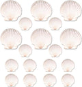 20PCS Natural Scallop Shells for Crafts & Baking - 6 Large (4-5in) & 14 Medium (2-3in) Seashells - DIY Painting, Beach Wedding Decor, Resin Art, Coastal Home Decoration, Party Centerpieces