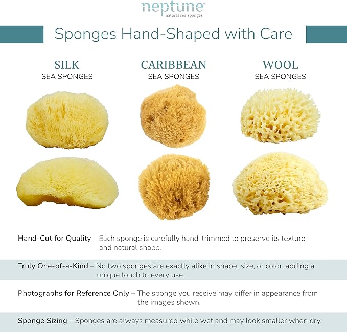 Neptune Caribbean Sea Sponge, Hand Cut, Extra Large, Approx. 7-8 inches