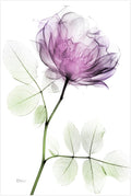 Empire Art Direct FramelessTempered Glass Wall Art, Decorative Art for Wall, X-ray Pink Rose Print, Living Room, Bedroom, Home Office, Ready to Hang, 48" x 32"