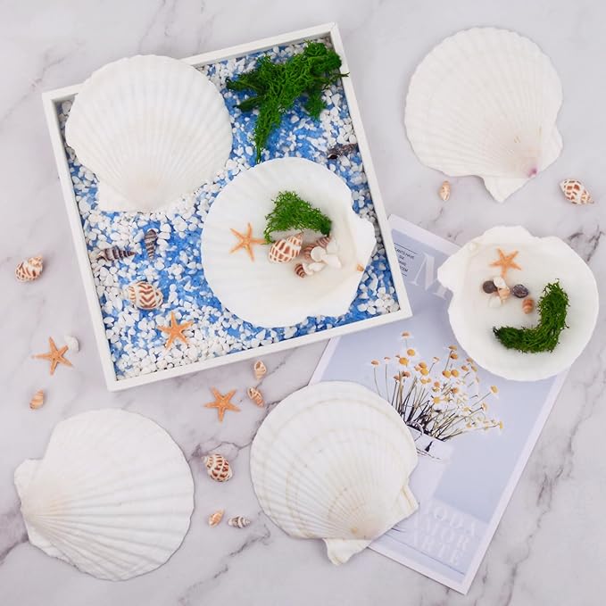 10PCS Scallop Shells for Crafts 4''-5'' Natural White Large Shells Decoration for DIY Craft Painting, Home Decor, Baking and Beach, Wedding Party Decoration