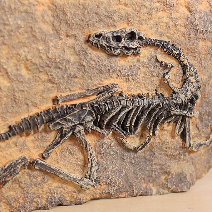 XINDAM Resin Dinosaur Fossil Statue Model Simulated Skeleton Home Office Display Decorative Craft Box Decoration (Style 1)