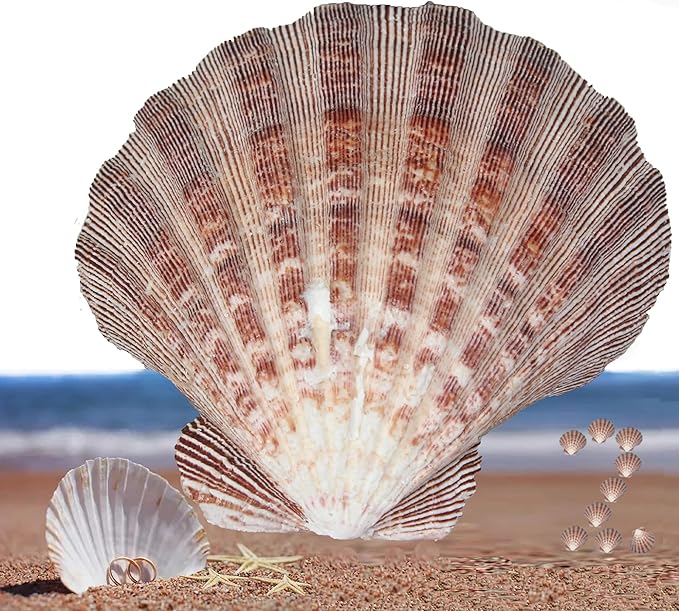 2 PCS Large Great Orange Lions Paw Scallop 5-6" Shells for Baking Smudging Craft Beach Decor. Ocean Beach Seashells Perfect for Home Decoration, Art Craft, Vase Filler Fish Tank