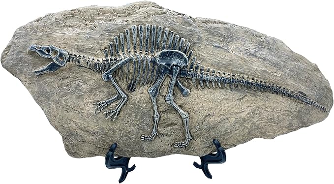 XINDAM Resin Spinosaurus Dinosaur Fossil Statue Model Simulated Skeleton Home Office Display Decorative Craft Box Decoration (Style 8)