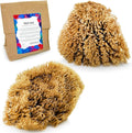 NAROA Natural Artist Sea Sponges for Painting 2 Pack | Large Art Tools for Decorating, Marbling, Sponging, Texturing and Crafts | Great for Artists & Children