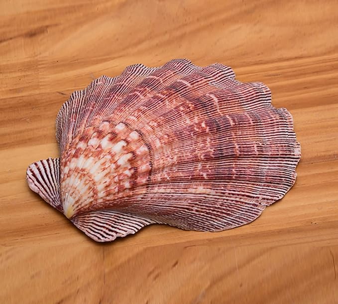 4 Pcs Polished Large Great Scallop Sea Shells 5~6 Inch,Brown Lion's Paw Baking Shells,Ocean Beach Seashells Perfect for Home Decoration, Art Craft, Vase Filler Fish Tank