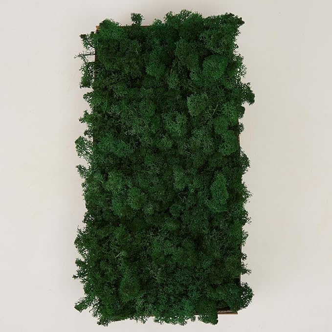Preserved Reindeer Moss Natural Green DIY Kit Gardenning Art Wall Decor Florist Decor Easter Table Decor Wedding
